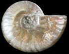 Flashy Red Iridescent Ammonite - Wide #45781-1